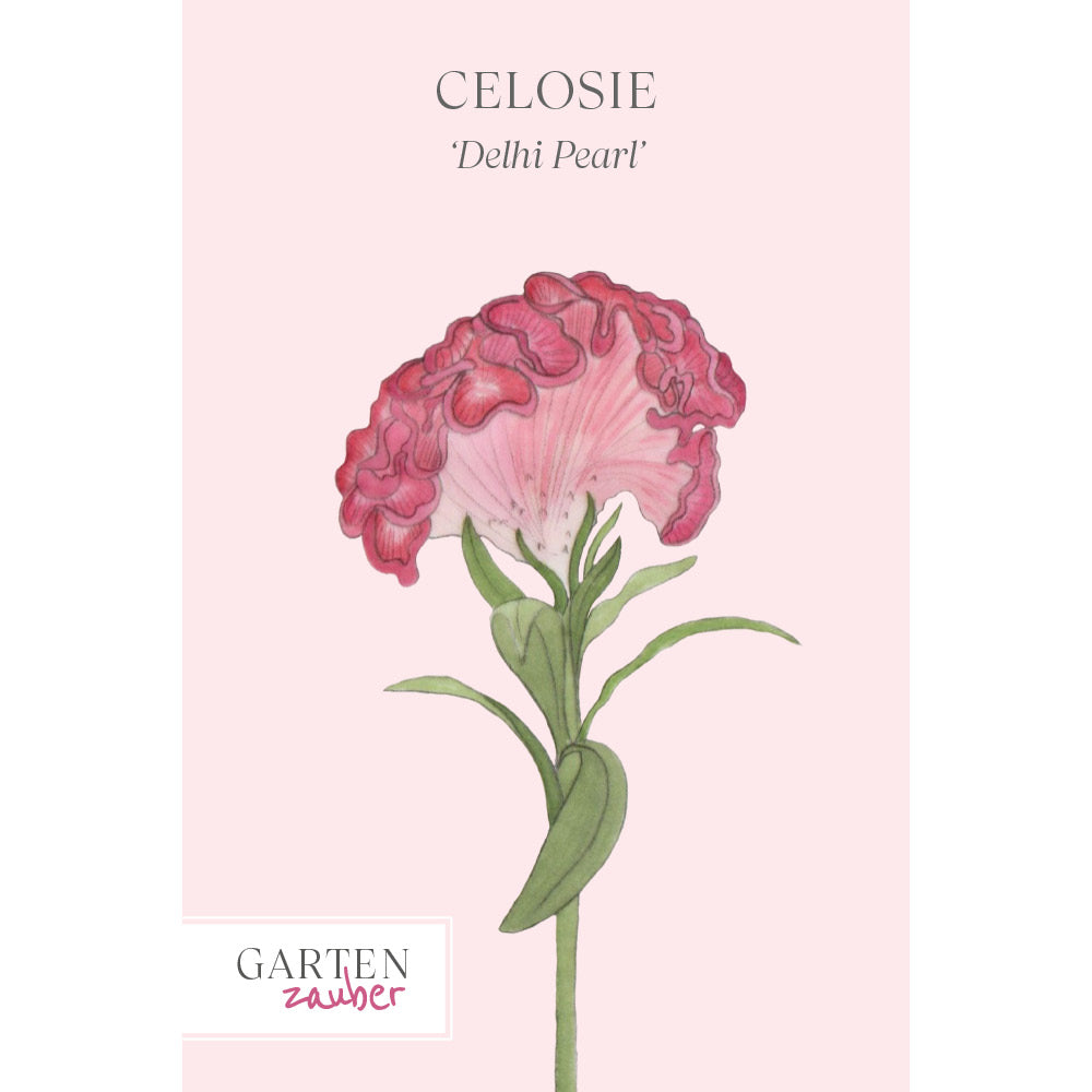 Vorderansicht Saatguttuete Celosie 'Delhi Pearl'