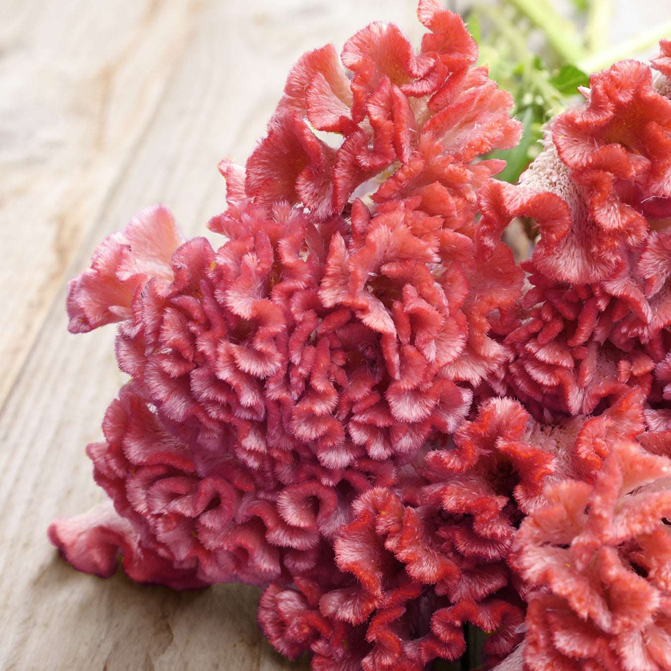 Celosia argentea cristata aus der Gartenzauber-Saatgutserie