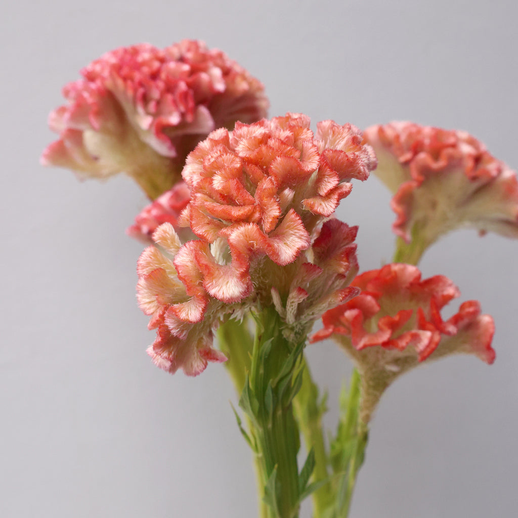  Bluehende Pflanze Celosie 'Delhi Pearl'