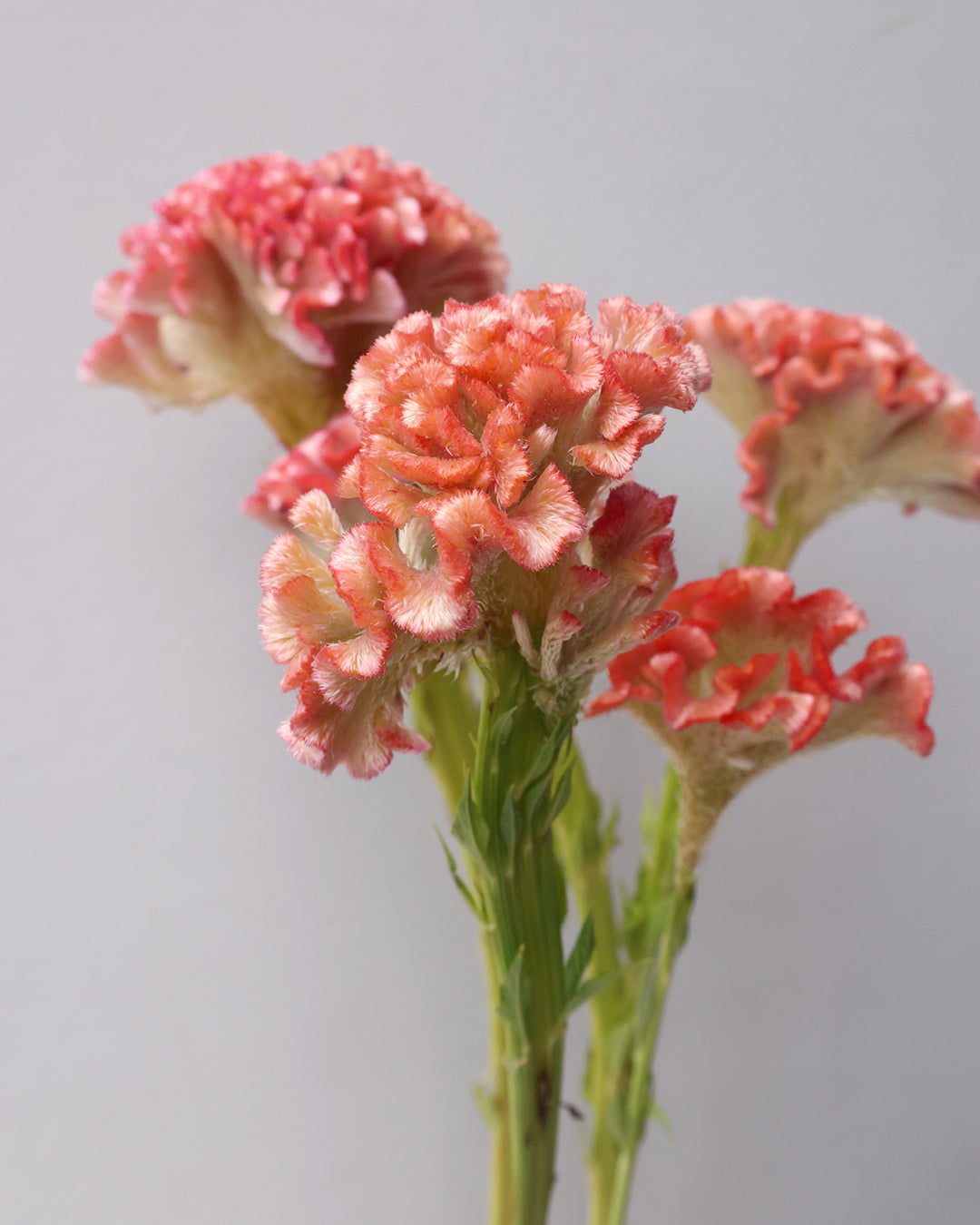 Bluehende Pflanze Celosie 'Delhi Pearl' aus der Gartenzauber-Saatguterie