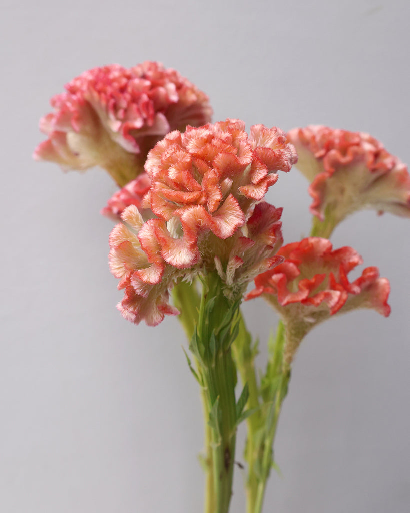 Bluehende Pflanze Celosie 'Delhi Pearl' aus der Gartenzauber-Saatguterie