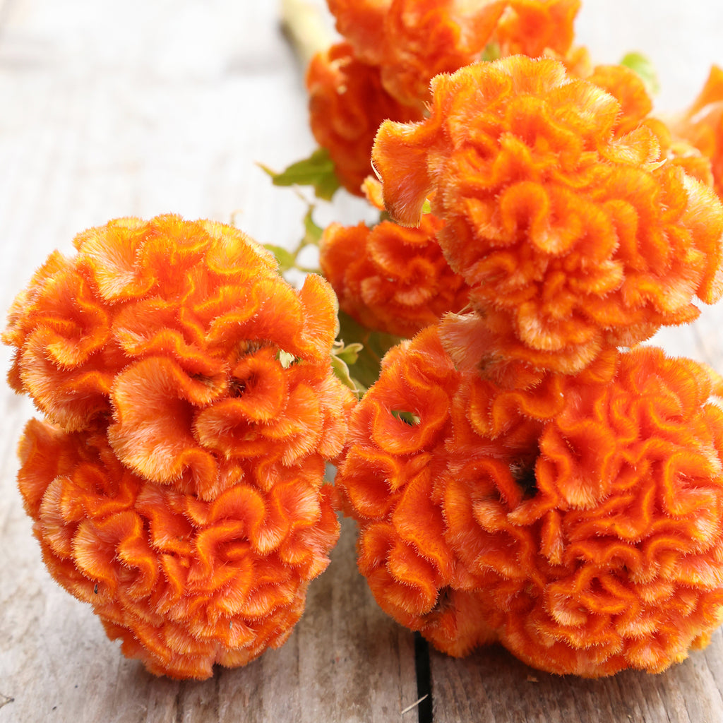 Celosia argentea cristata aus der Gartenzauber-Saatgutserie