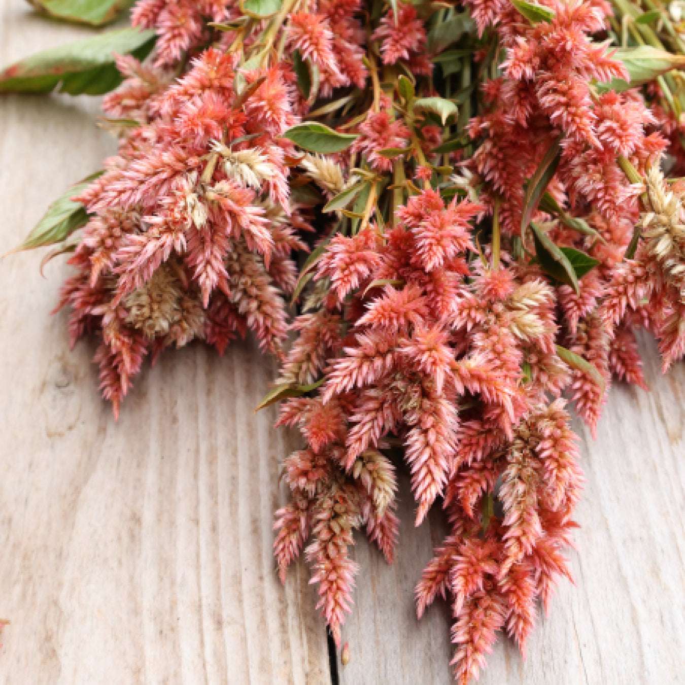 Celosia - Celosia argentea spicata 'Celway Terracotta'