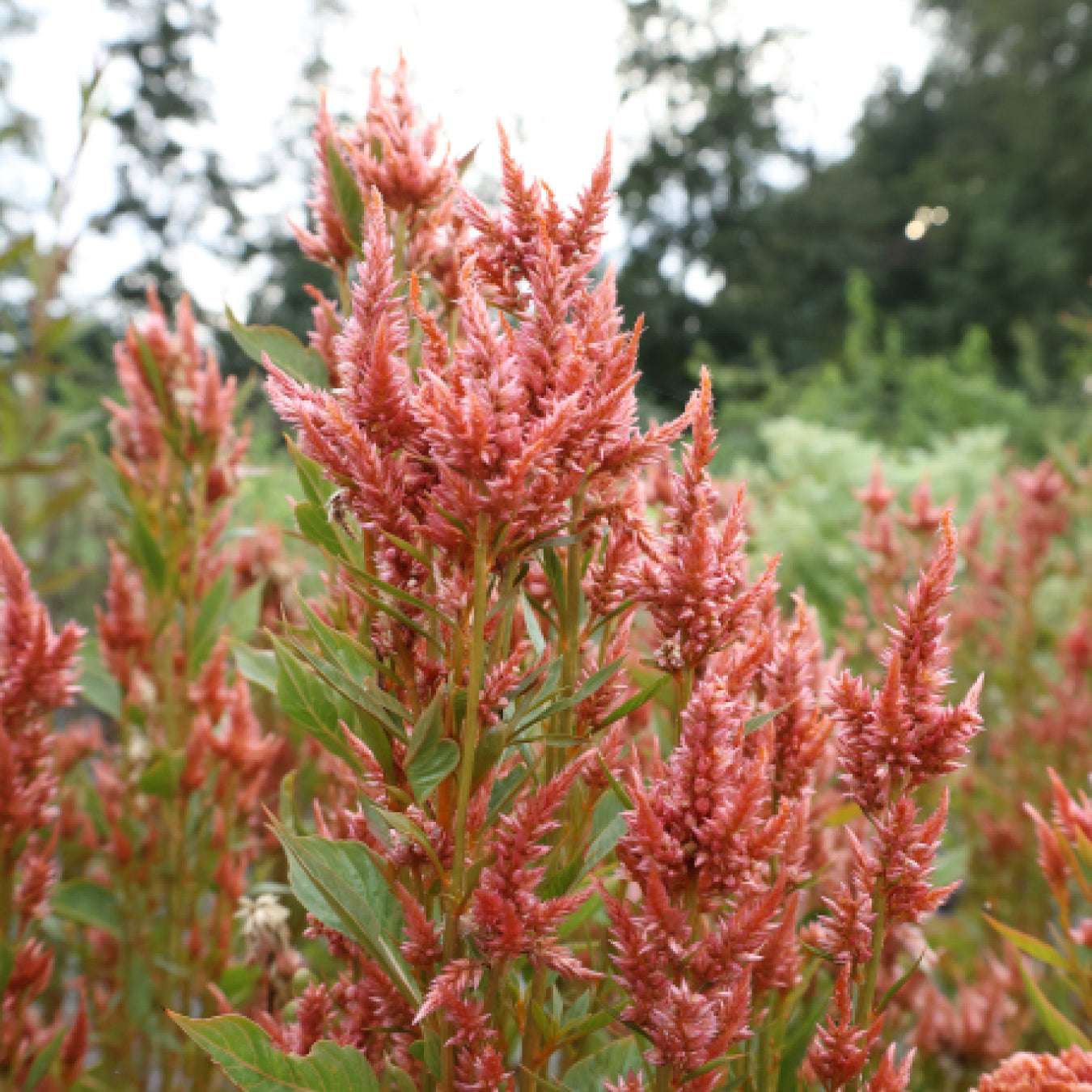 Celosia - Celosia argentea spicata 'Celway Terracotta'