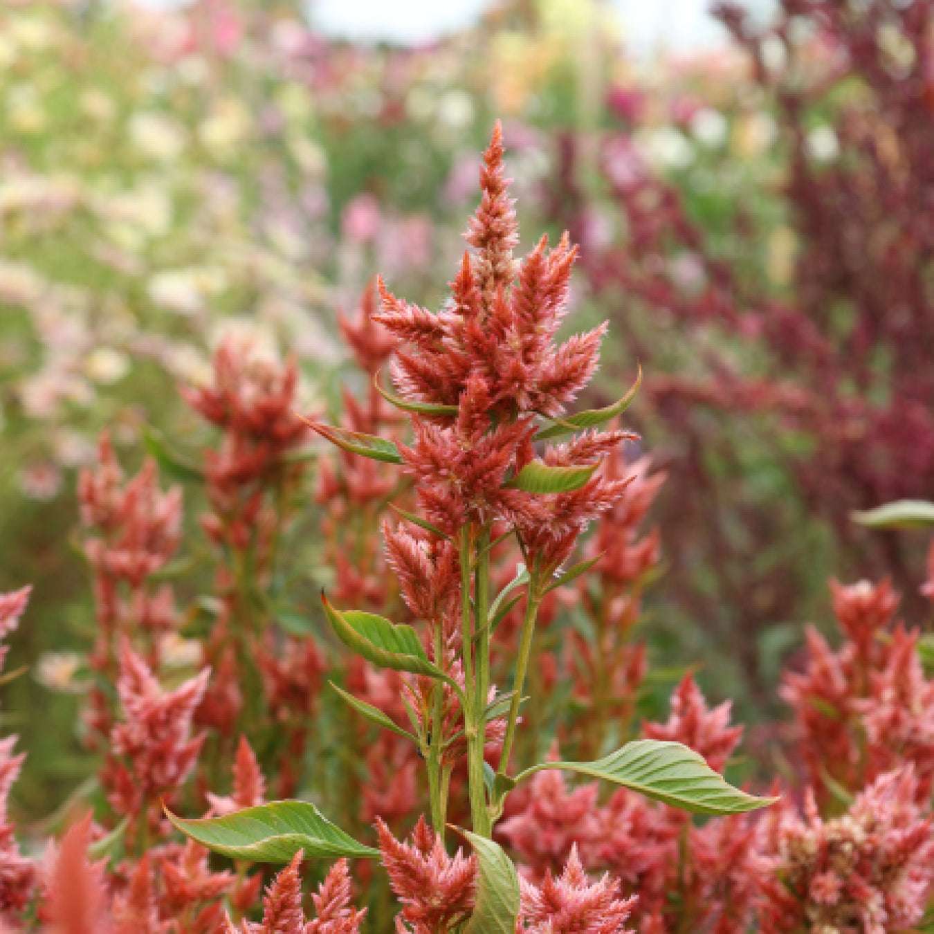 Celosia - Celosia argentea spicata 'Celway Terracotta'