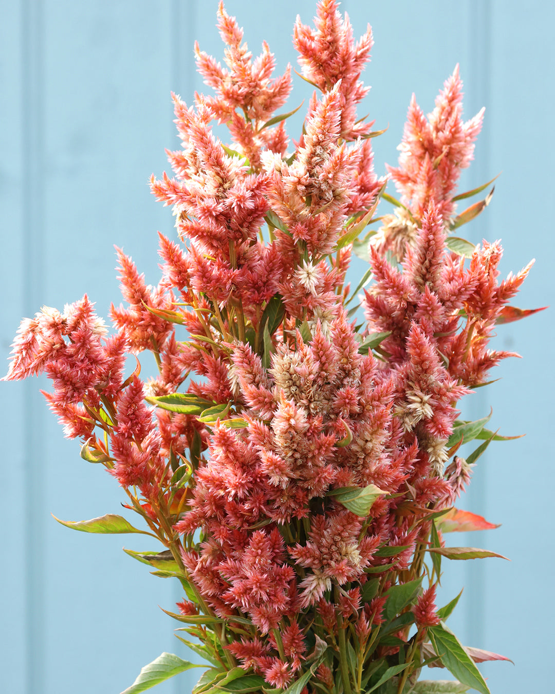 blühende Celosie aus der Gartenzauber-Saatgutserie