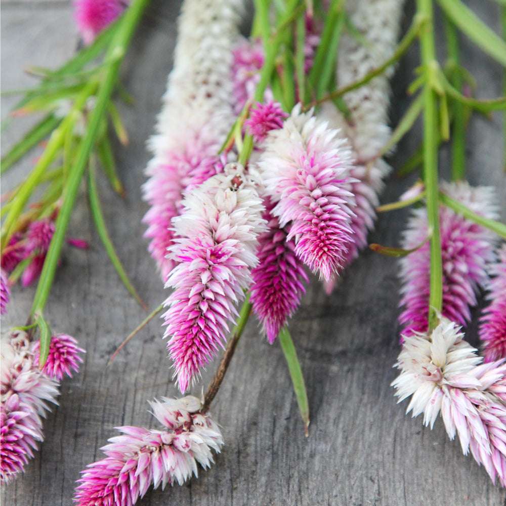 Bluehende Pflanze Borretsch - Borago officinalis ‘Bianca‘ aus der Gartenzauber-Saatgutserie