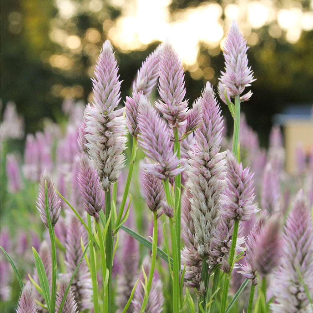 Bluehende Pflanze Borretsch - Borago officinalis ‘Bianca‘ aus der Gartenzauber-Saatgutserie