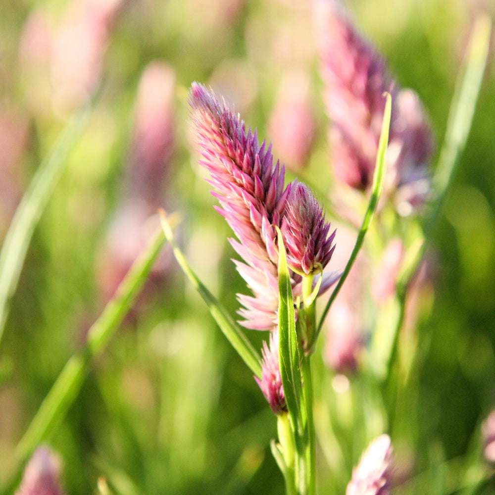 Bluehende Pflanze Borretsch - Borago officinalis ‘Bianca‘ aus der Gartenzauber-Saatgutserie