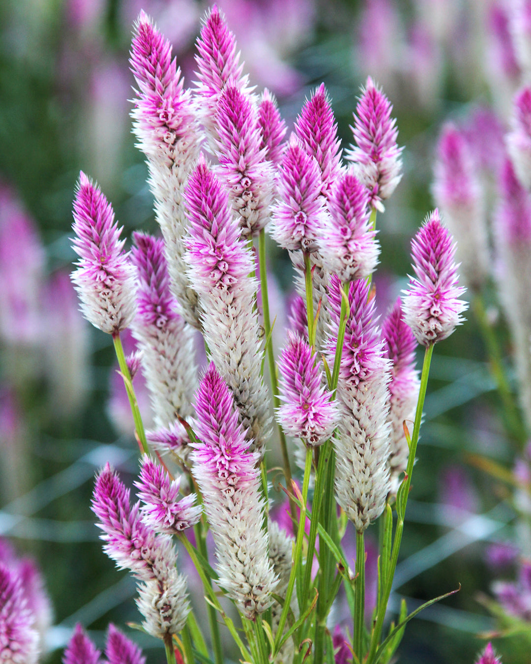 Federartige, rosafarbene Blüten der Celosie ‚Flamingo Feather‘ mit ausdrucksstarker Struktur.
