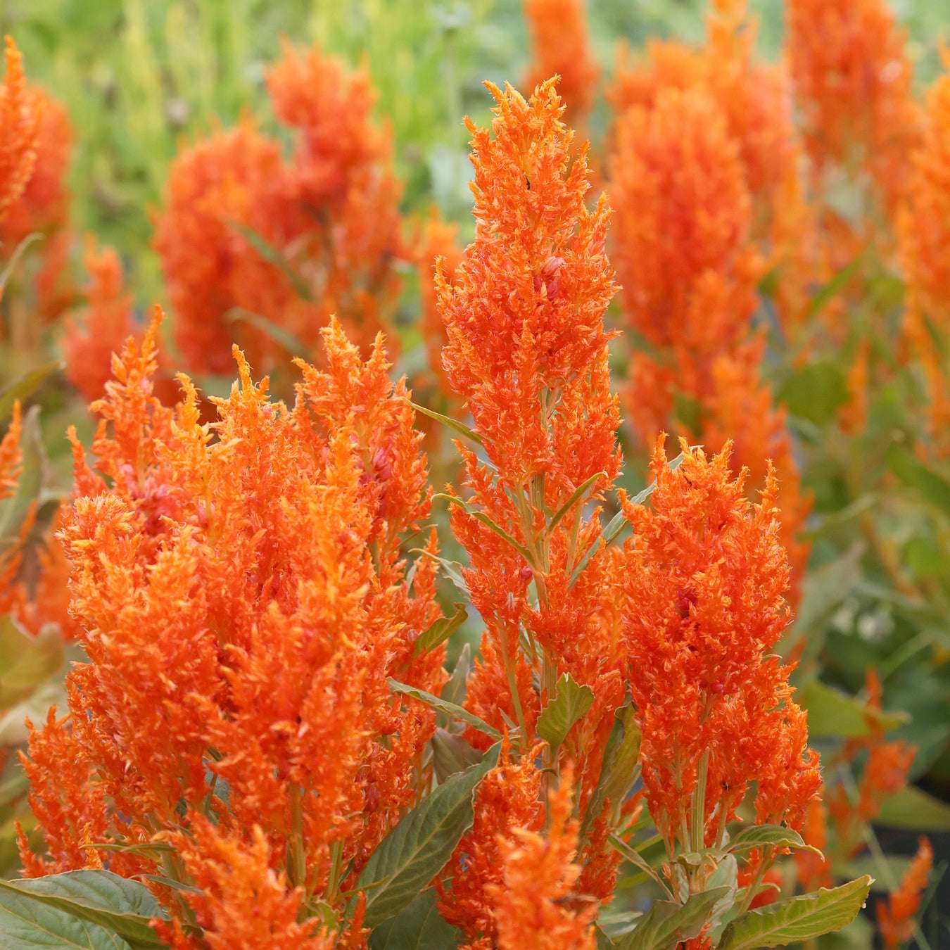 Bluehende Pflanze Celosie 'Fresh-look-orange' Celosia plumosa aus der Gartenzauber-Saatgutserie