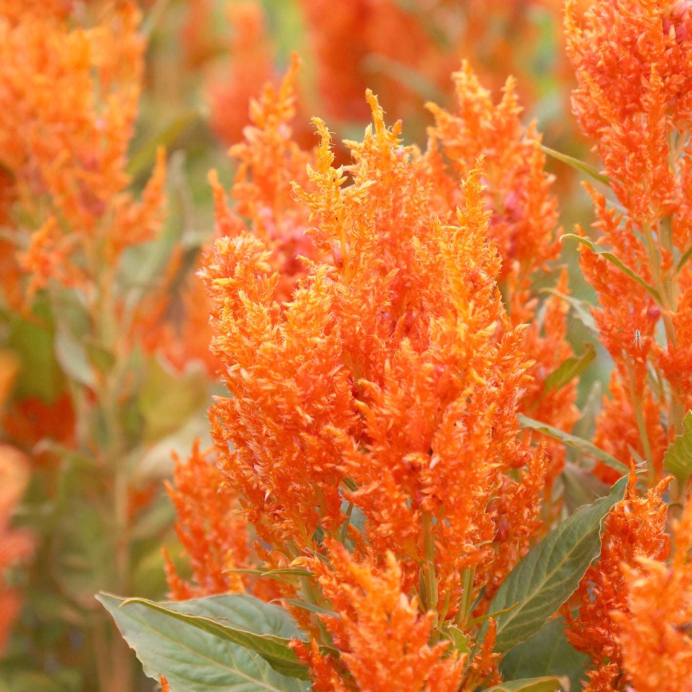 Bluehende Pflanze Celosie 'Fresh-look-orange' Celosia plumosa aus der Gartenzauber-Saatgutserie