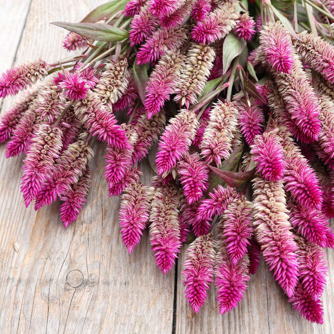 Bluehende Pflanze Celosie 'Ruby Parfait' Celosia argentea spicata aus der Gartenzauber-Saatgutserie