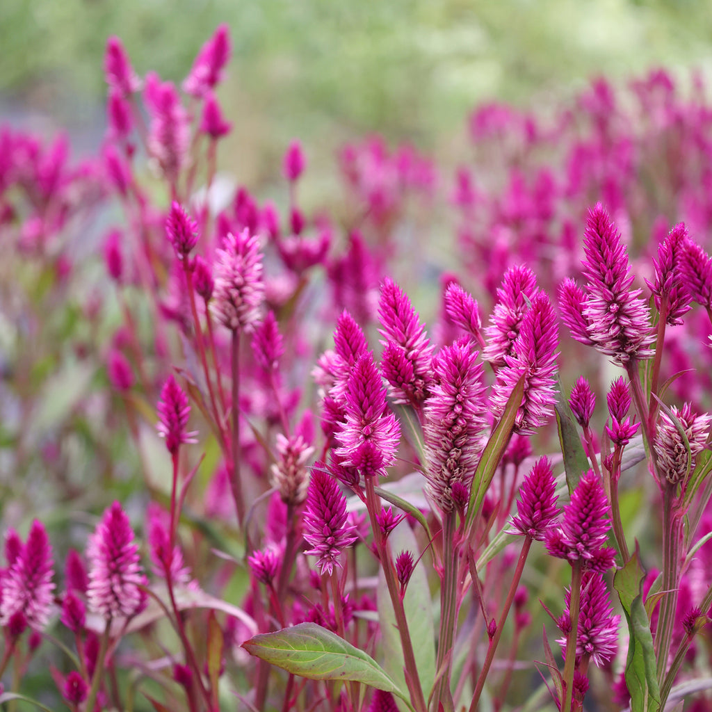 Bluehende Pflanze Celosie 'Ruby Parfait' Celosia argentea spicata aus der Gartenzauber-Saatgutserie