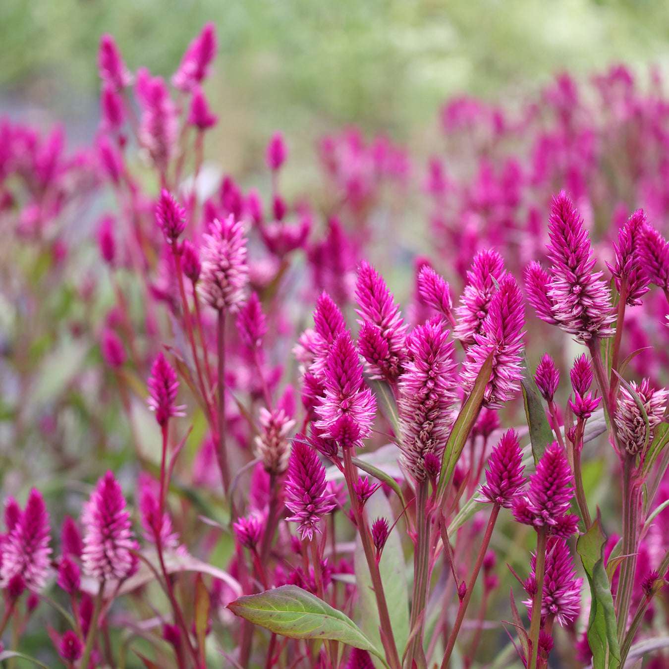 Bluehende Pflanze Celosie 'Ruby Parfait' Celosia argentea spicata aus der Gartenzauber-Saatgutserie