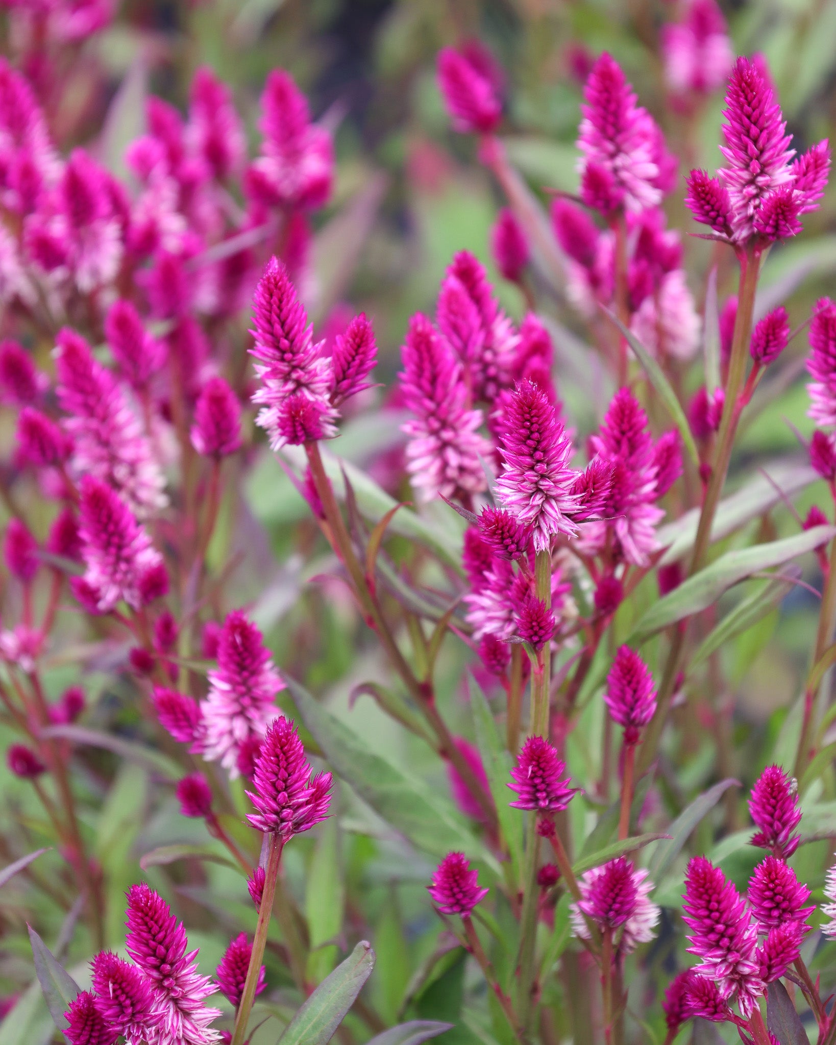 Samtig magentafarbenen Blüten der Celosie ‚Ruby Parfait‘ mit strukturierter, flammenartiger Form.