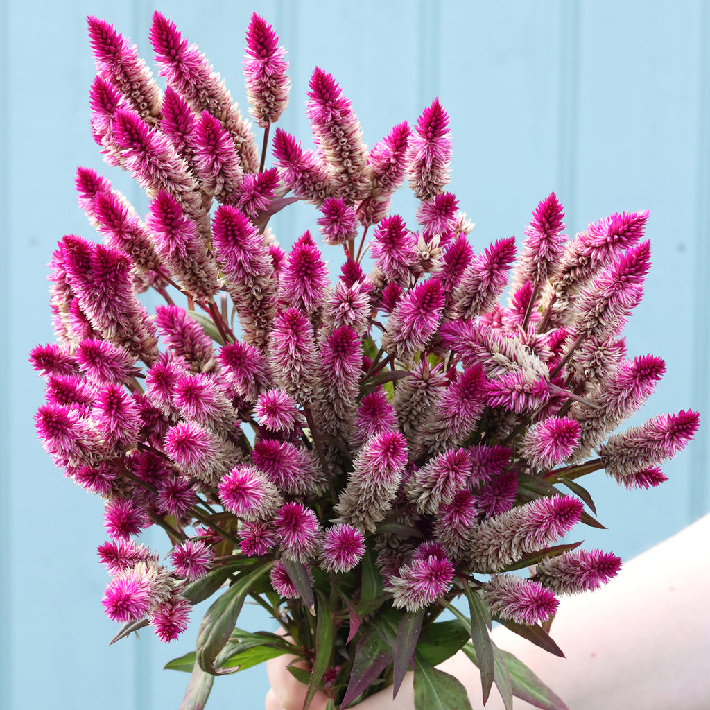 Bluehende Pflanze Celosie 'Ruby Parfait' Celosia argentea spicata aus der Gartenzauber-Saatgutserie