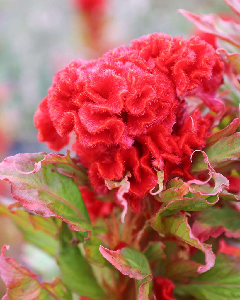 Buy Celosia seeds – Gartenzauber