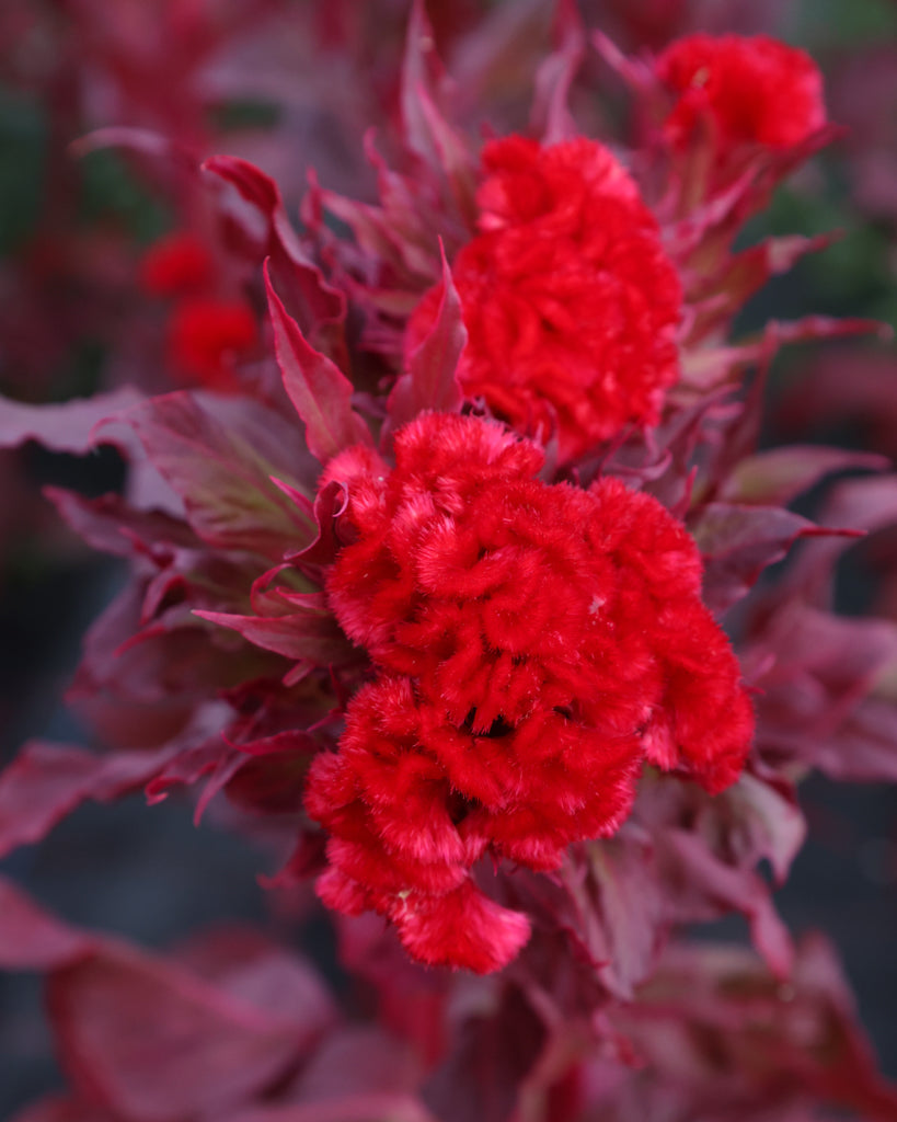 Celosia - Celosia argentea cristata 'Kurume Reien'