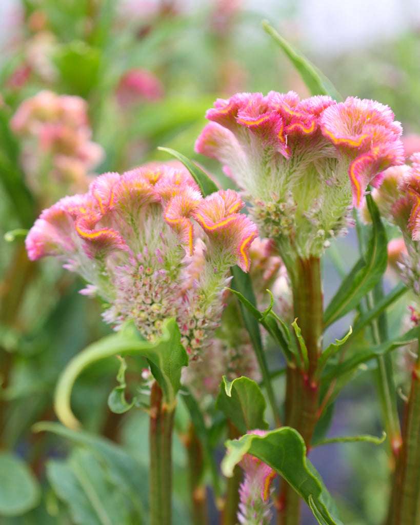 Celosia - Celosia argentea cristata 'Neo Rose'