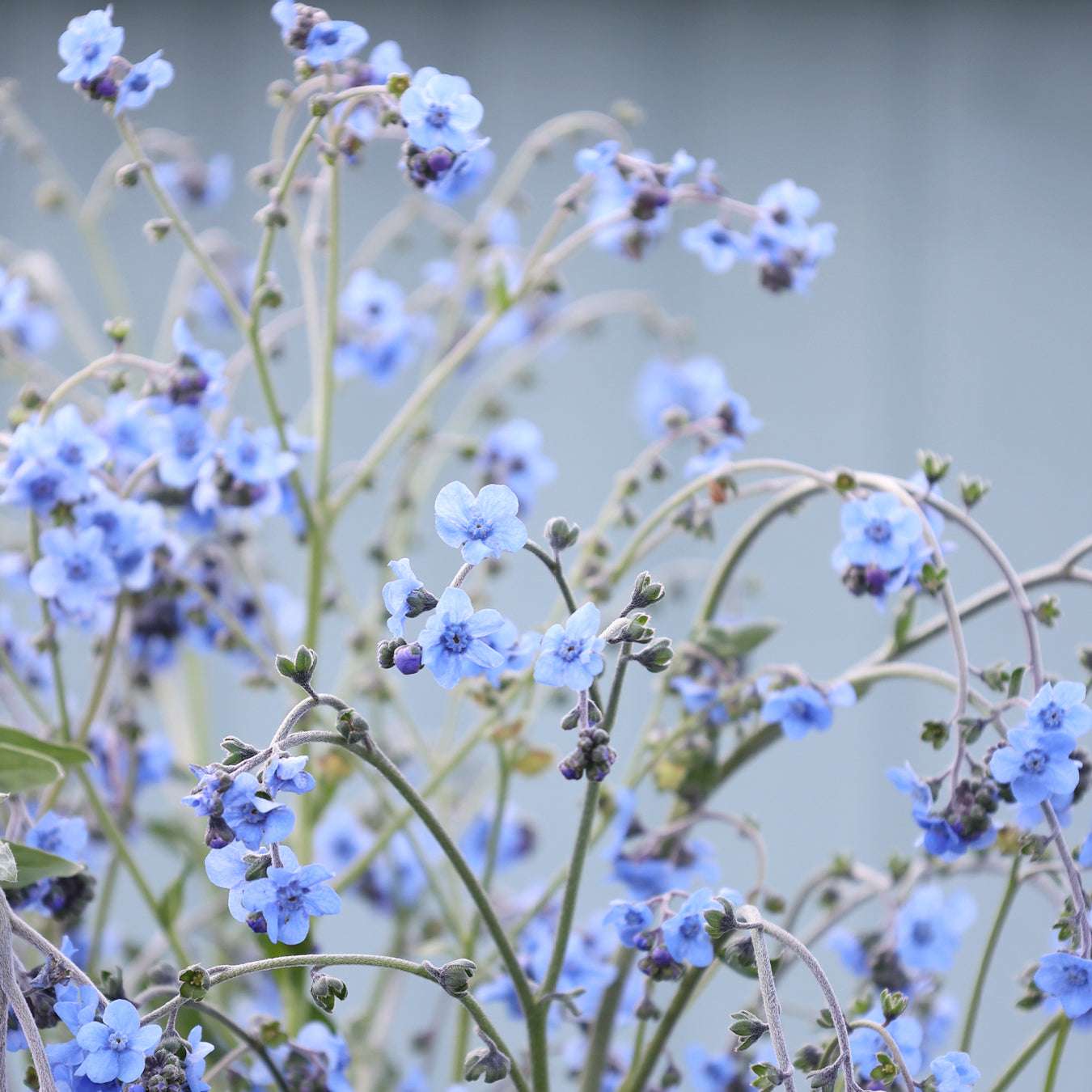 Bluehendes chinesisches Vergissmeinnicht aus der Gartenzauber-Saatgutserie