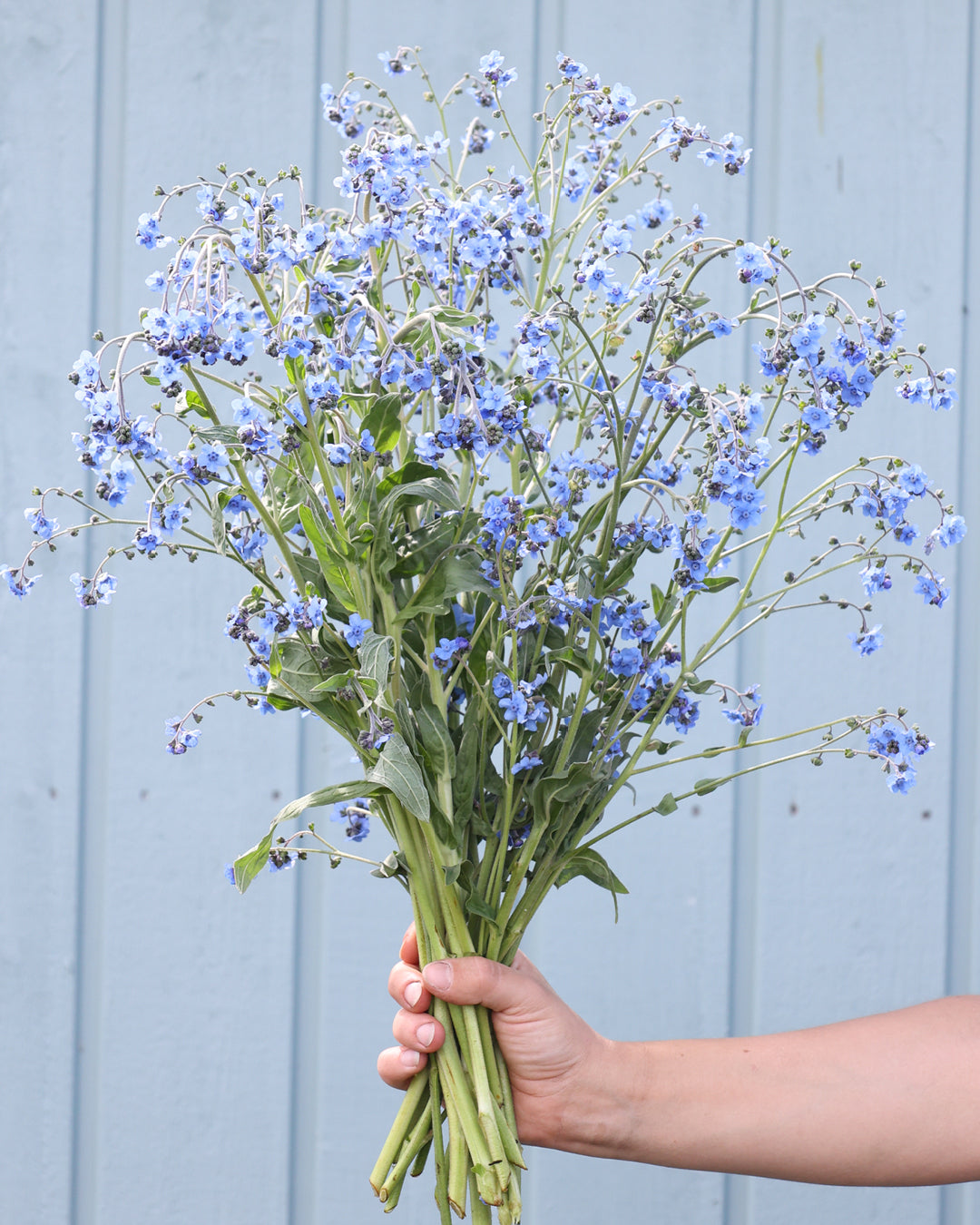Bluehendes chinesisches Vergissmeinnicht aus der Gartenzauber-Saatgutserie