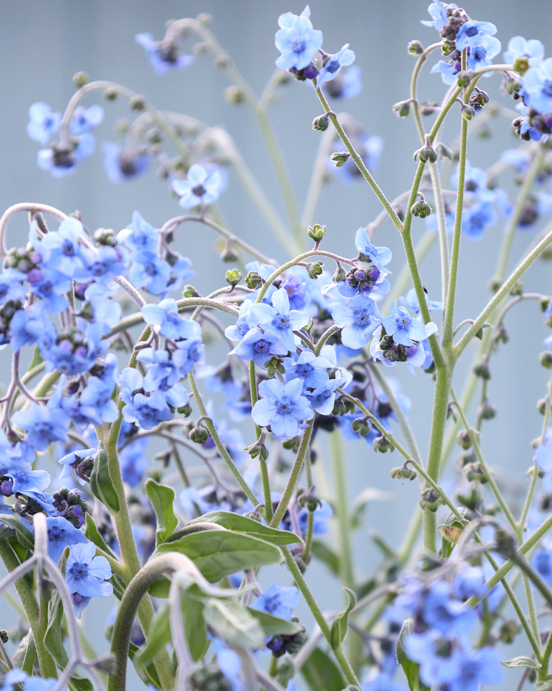Bluehendes chinesisches Vergissmeinnicht aus der Gartenzauber-Saatgutserie