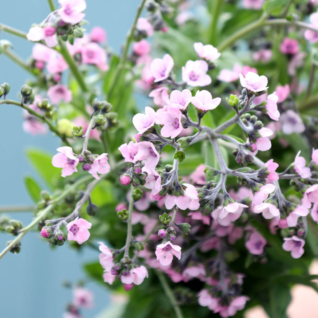 Chinese forget-me-not - Cynoglossum amabile 'Mystery Rose'
