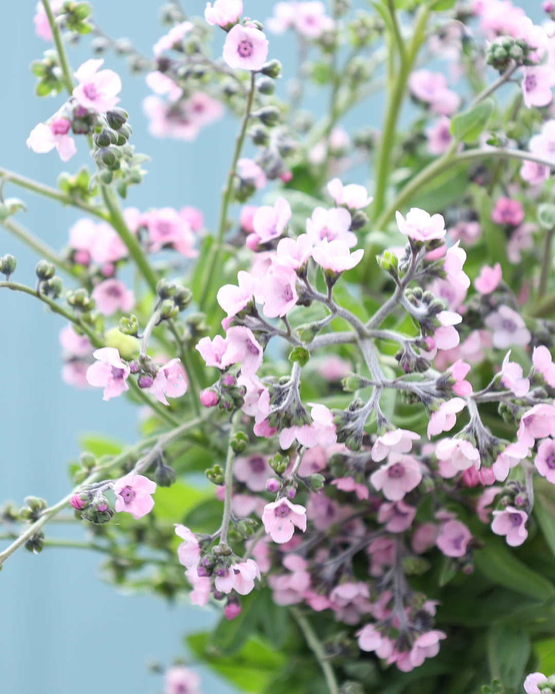 Bluehendes Chinesisches Vergissmeinnicht aus der Gartenzauber-Saatgutserie