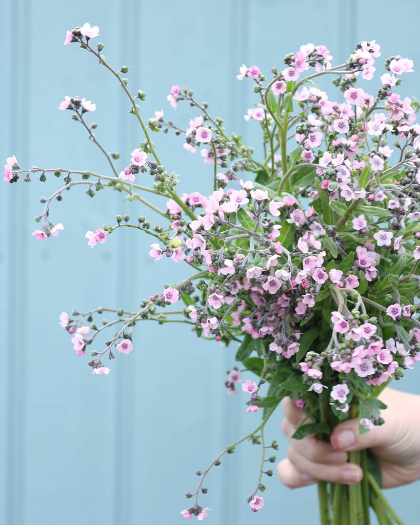 Chinese forget-me-not - Cynoglossum amabile 'Mystery Rose'