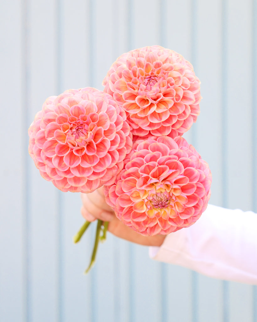 Drei Dahlienblüten der Sorte Coseytown Babycakes vor einem blauen Hintergrund.