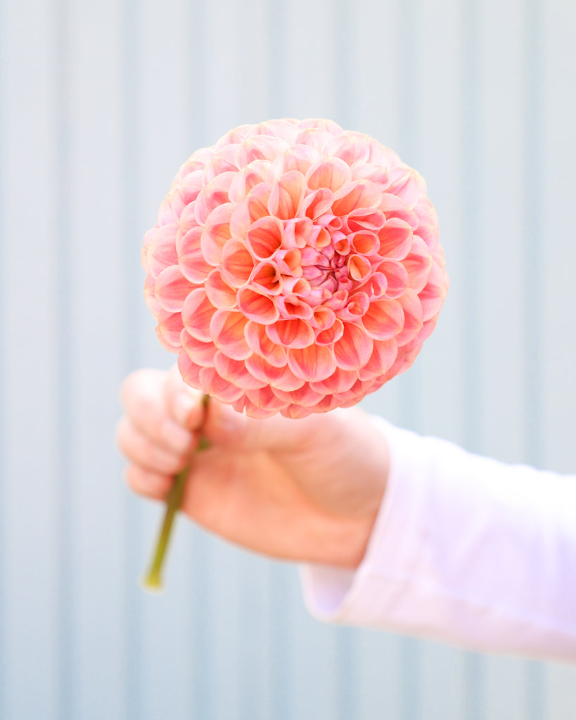 EIne Dahlienblüte der Sorte Coseytown Babycakes vor einem blauen Hintergrund.