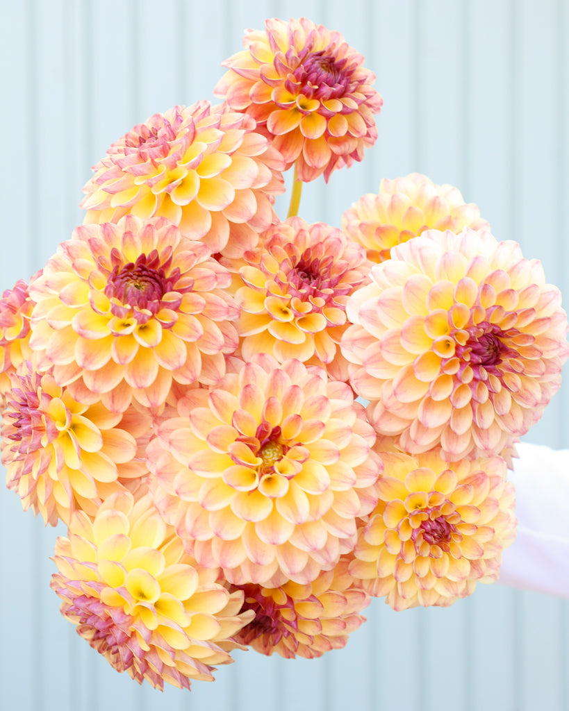 Strauß Dahlienblüten der Sorte Coseytown GAle vor einem blauen Hintergrund.