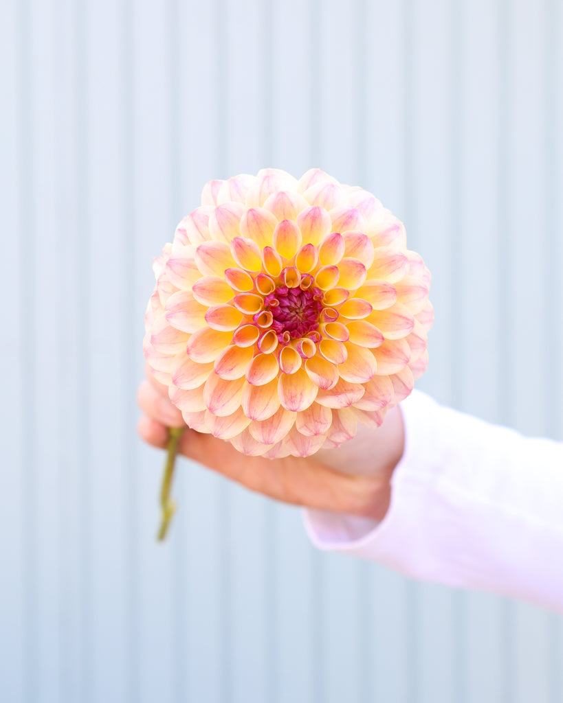 Eine Dahlienblüte der Sorte Coseytown Gale vor einem blauen Hintergrund.