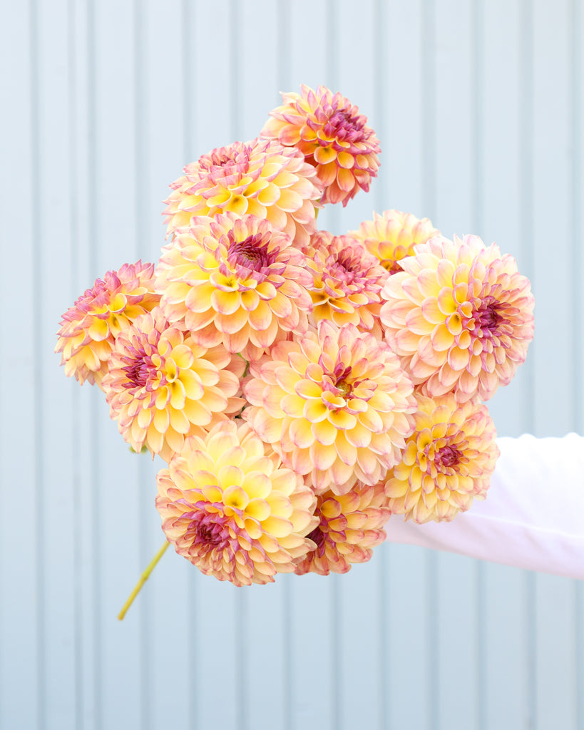 Strauß Dahlienblüten der Sorte Coseytown Gale vor einem blauen Hintergrund.
