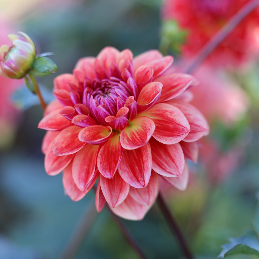 Dahlienpaket 5