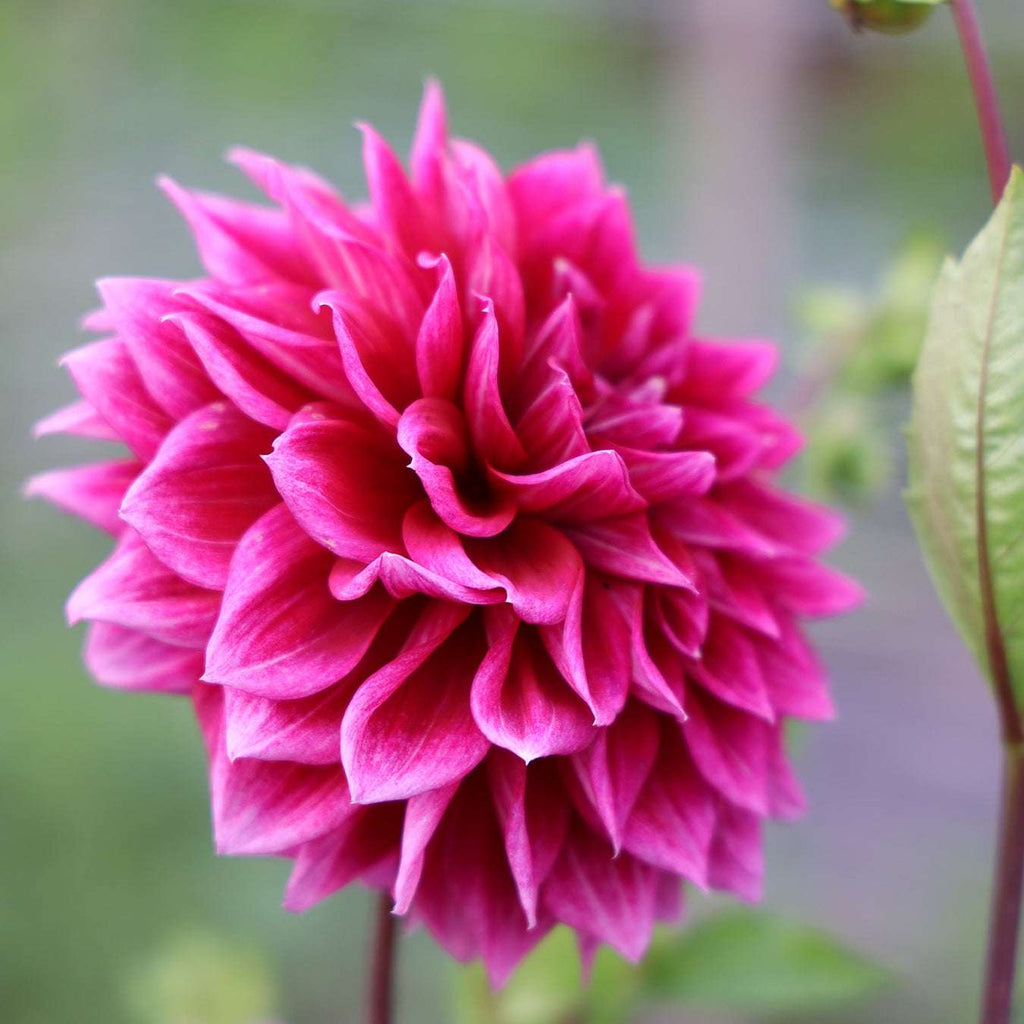 Dahlia Arabian Not