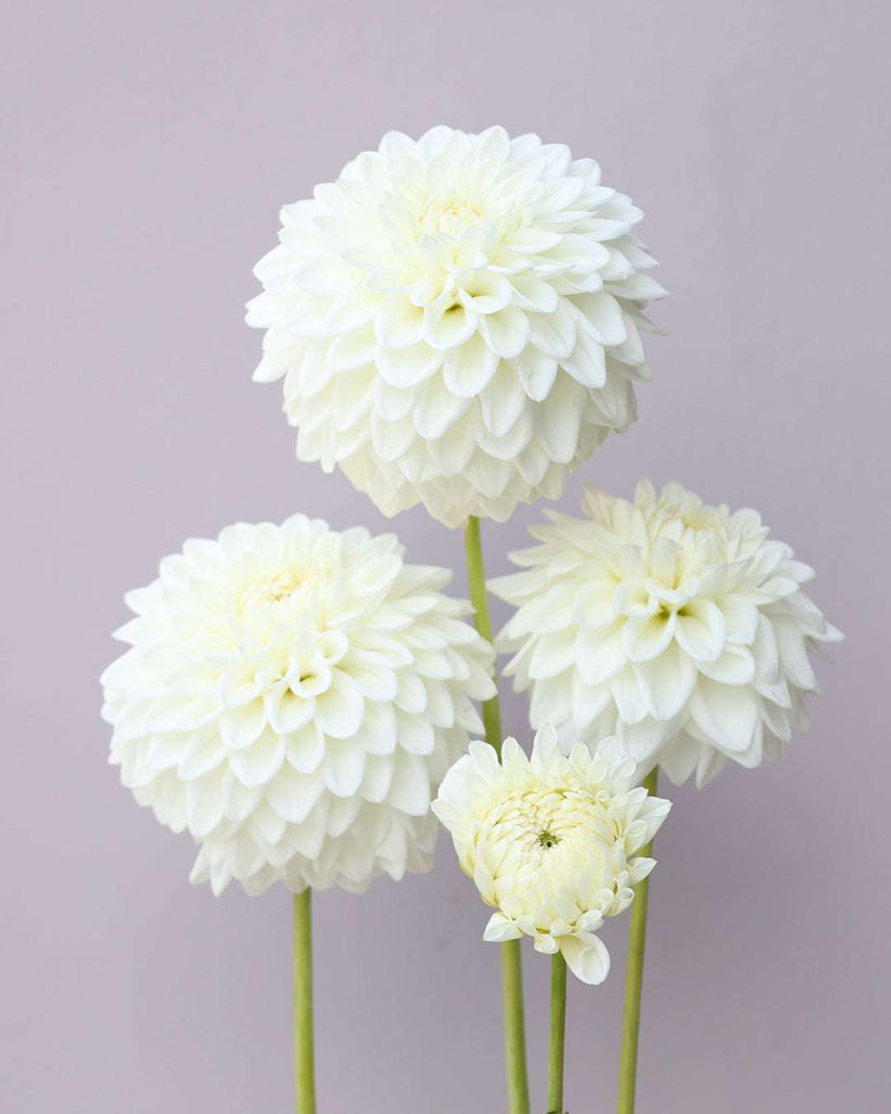 Dahlia Blizzard