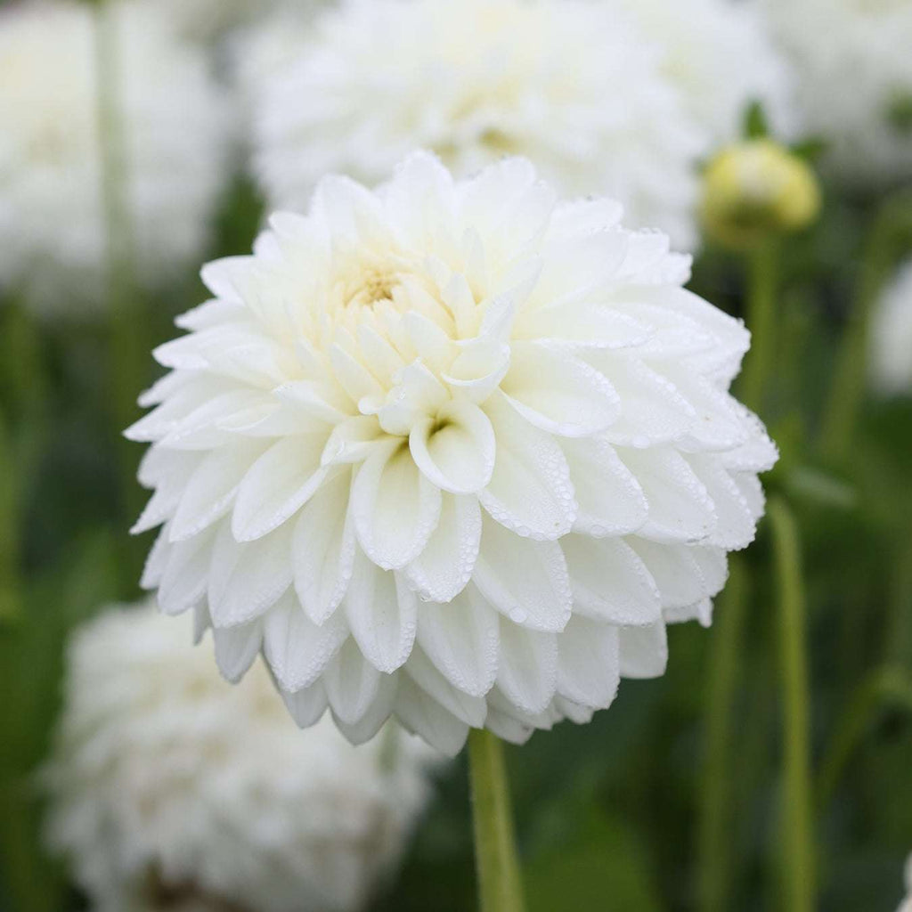 Dahlia Blizzard