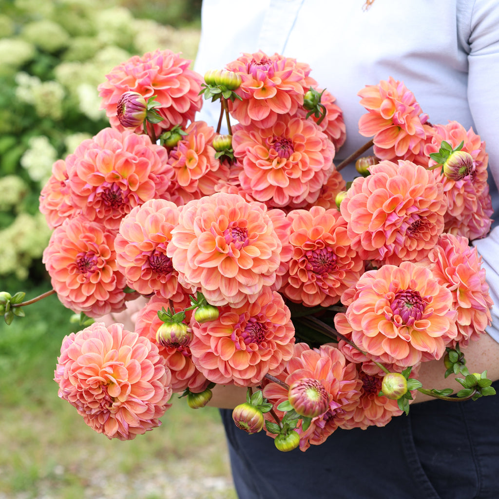 Dahlienpaket 1