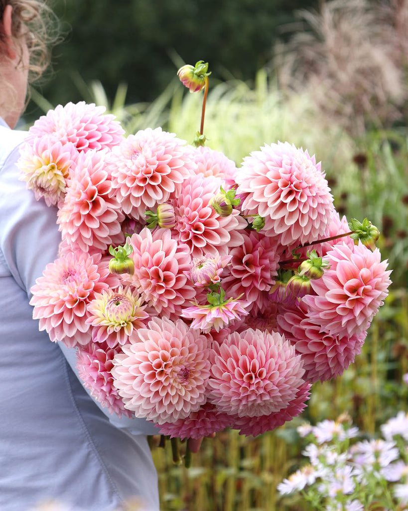 Dahlia Package 6