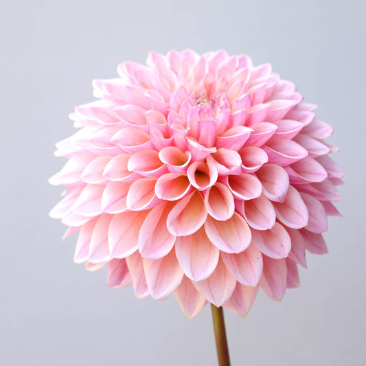 Dahlia Coralie