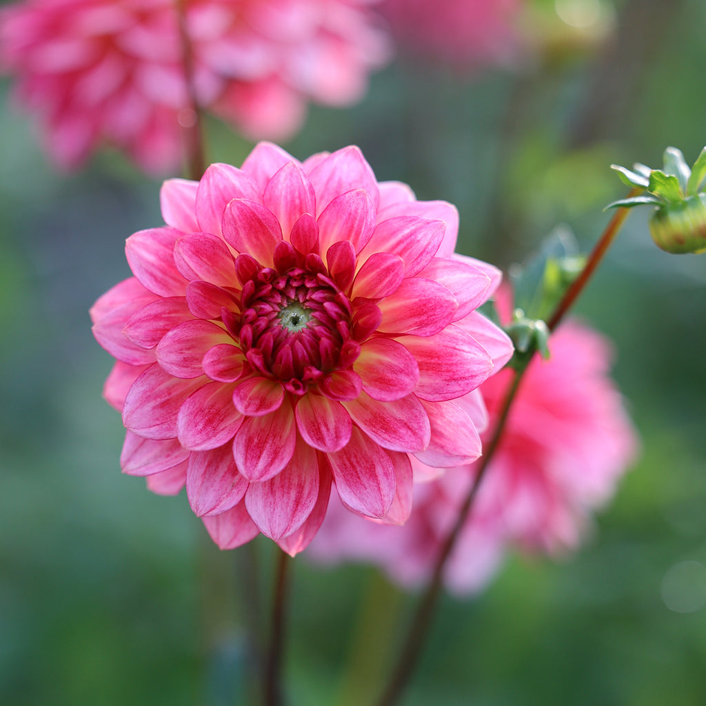 Dahlienpaket 5