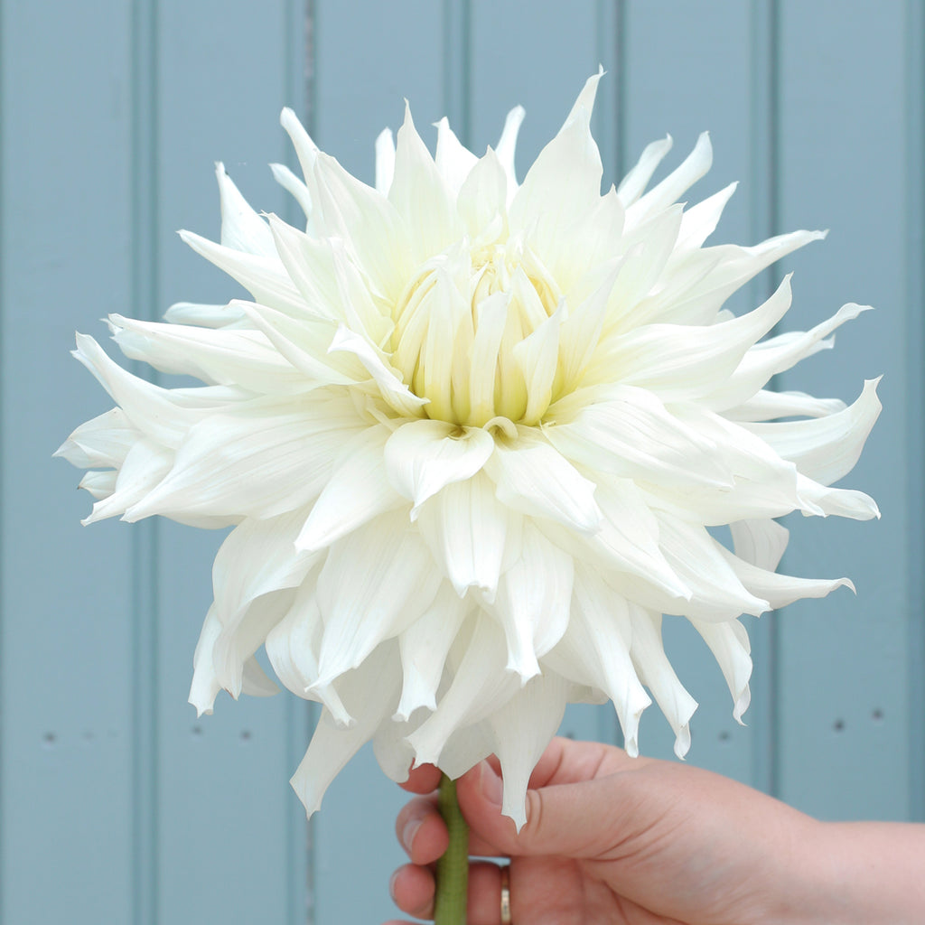Dahlia Package 6