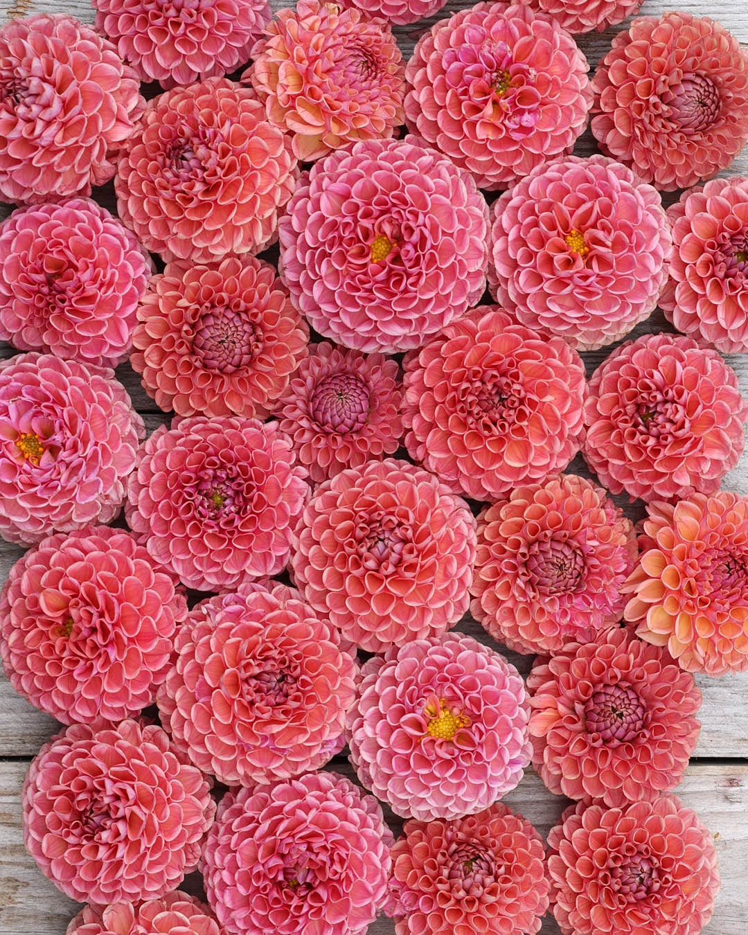 Ｄahlia☆様 20th Ave Softer Peach - Dahlia - Tuber – Birddog Flower Farm