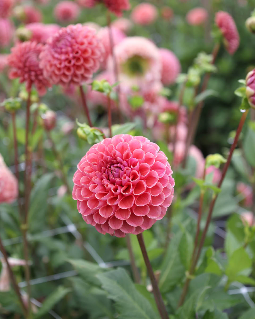 その他 DAHLIA Dahlia GZ Katja Special | Gartenzauber