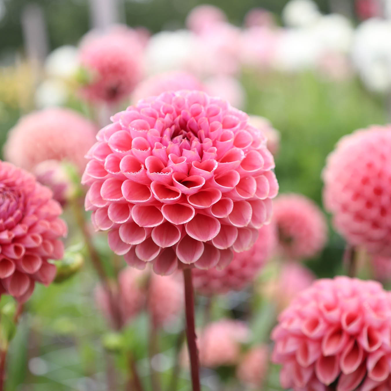 Dahlia GZ Katja Special | Gartenzauber