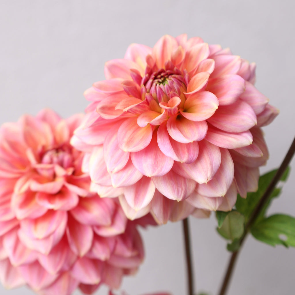 Dahlienpaket 5