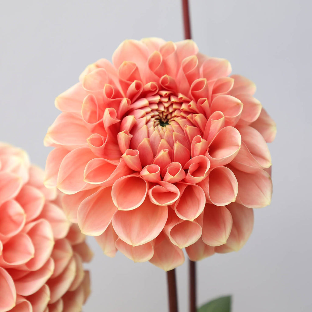Dahlie Romance