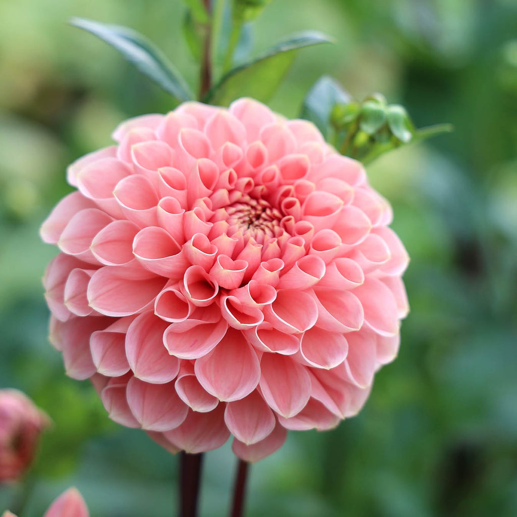 Dahlie Romance